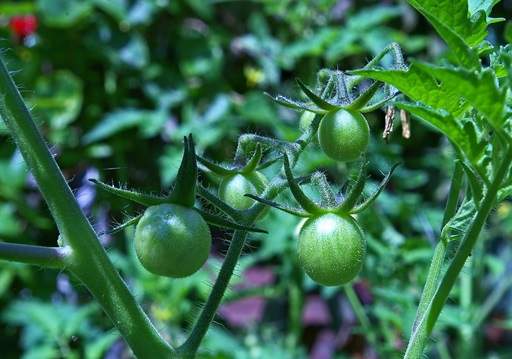 Tomatoes swelling